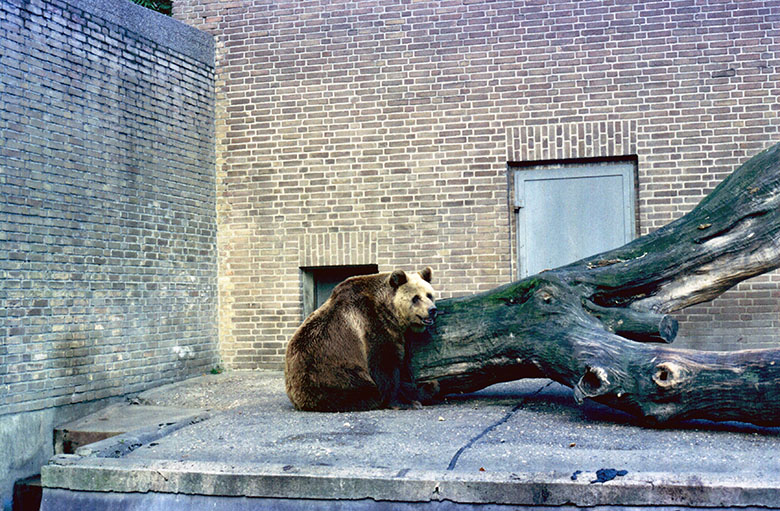 Braunbär